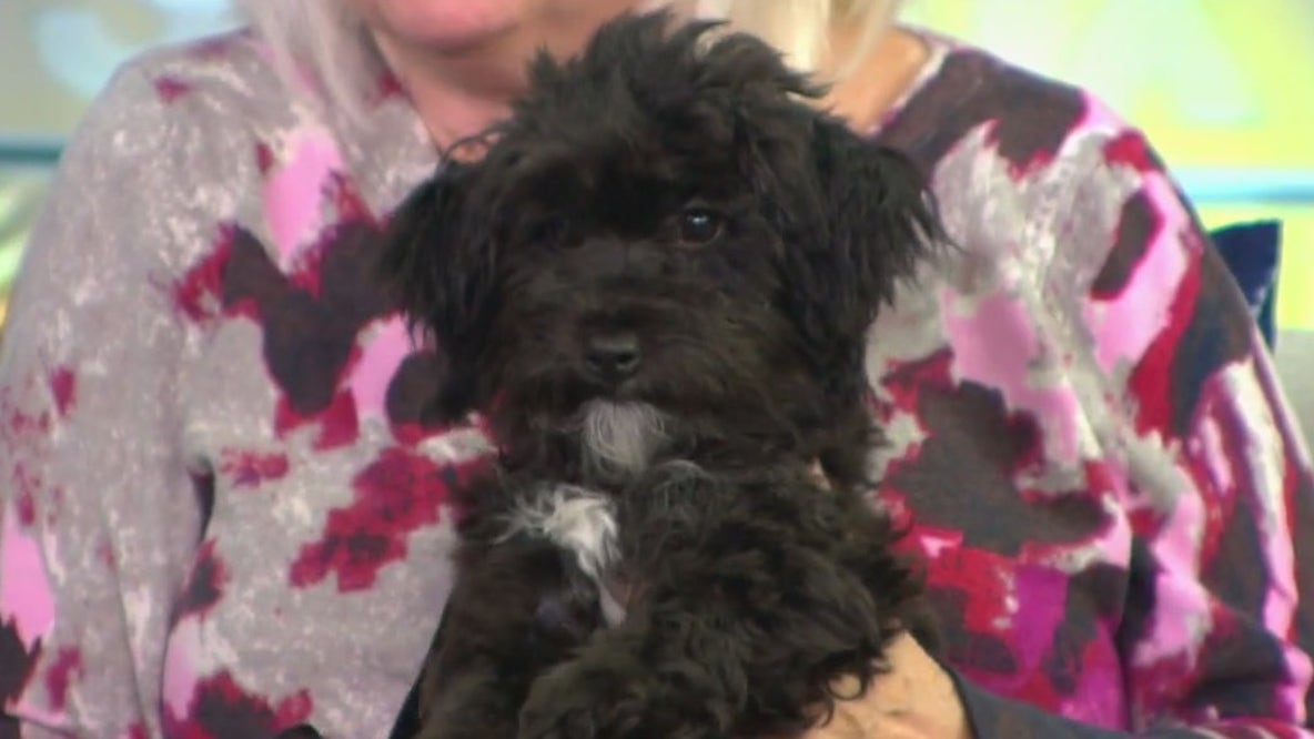 Pet of the week adopted by FOX 13 employee